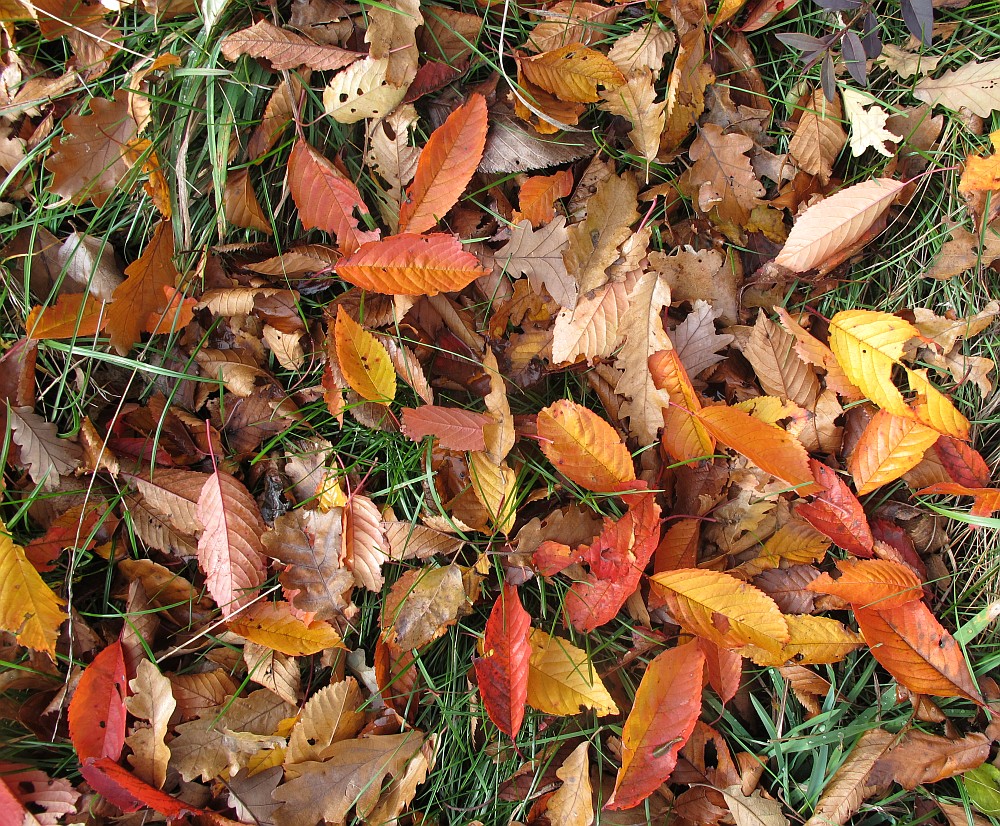 Herbst zwischen Sulzer Höhe und Höllenstein