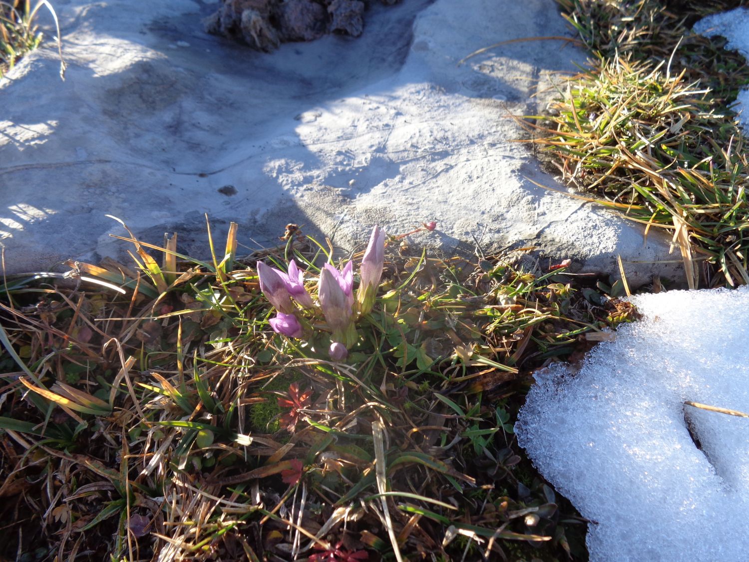 Herbstblumen am Trattberg