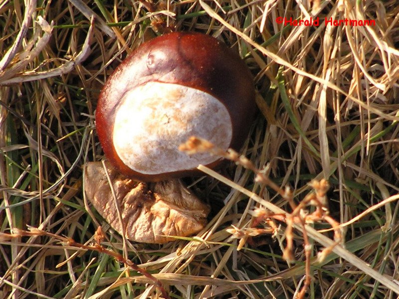 Herbstboten