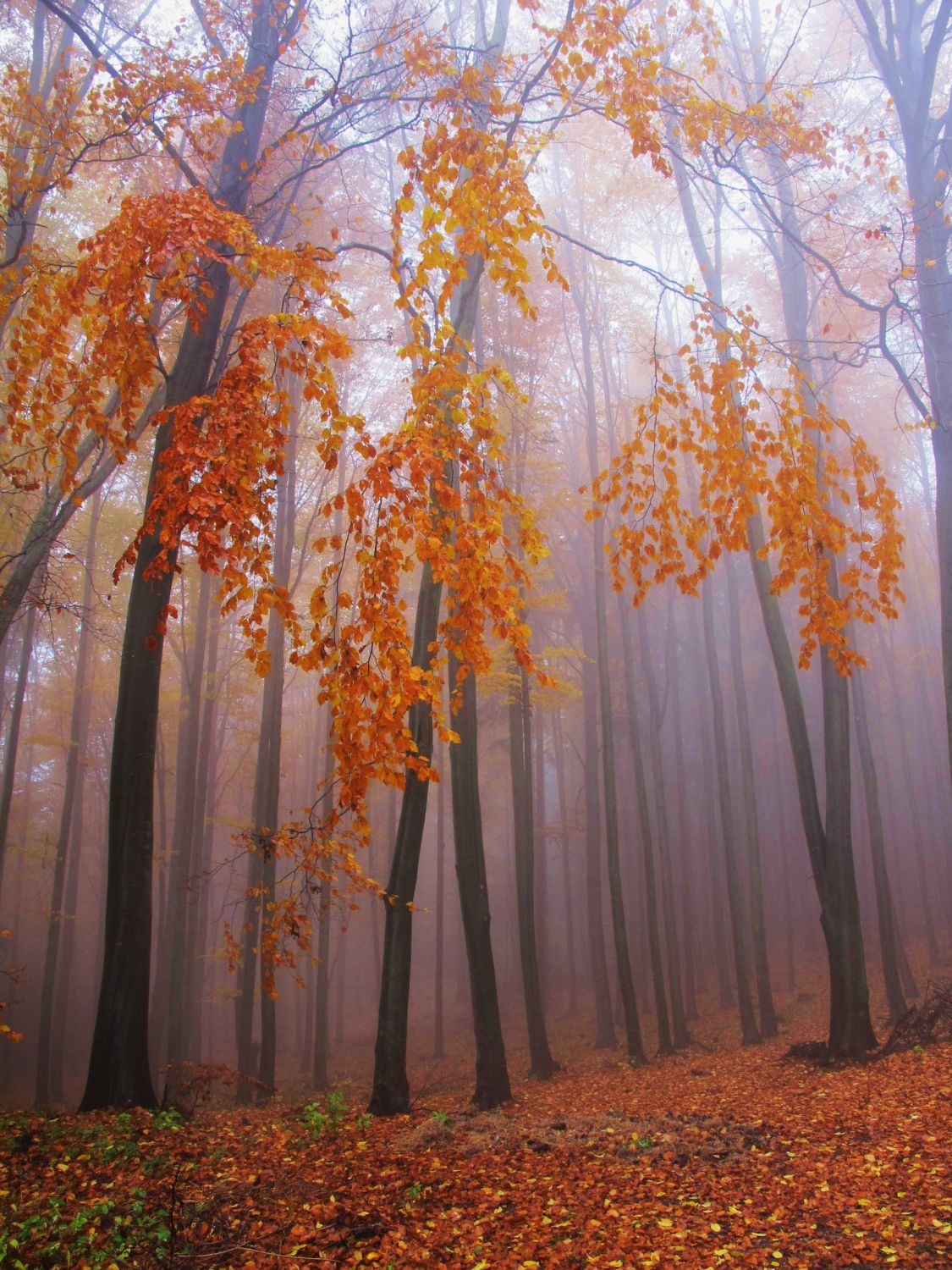 Herbstlicher Buchenwald