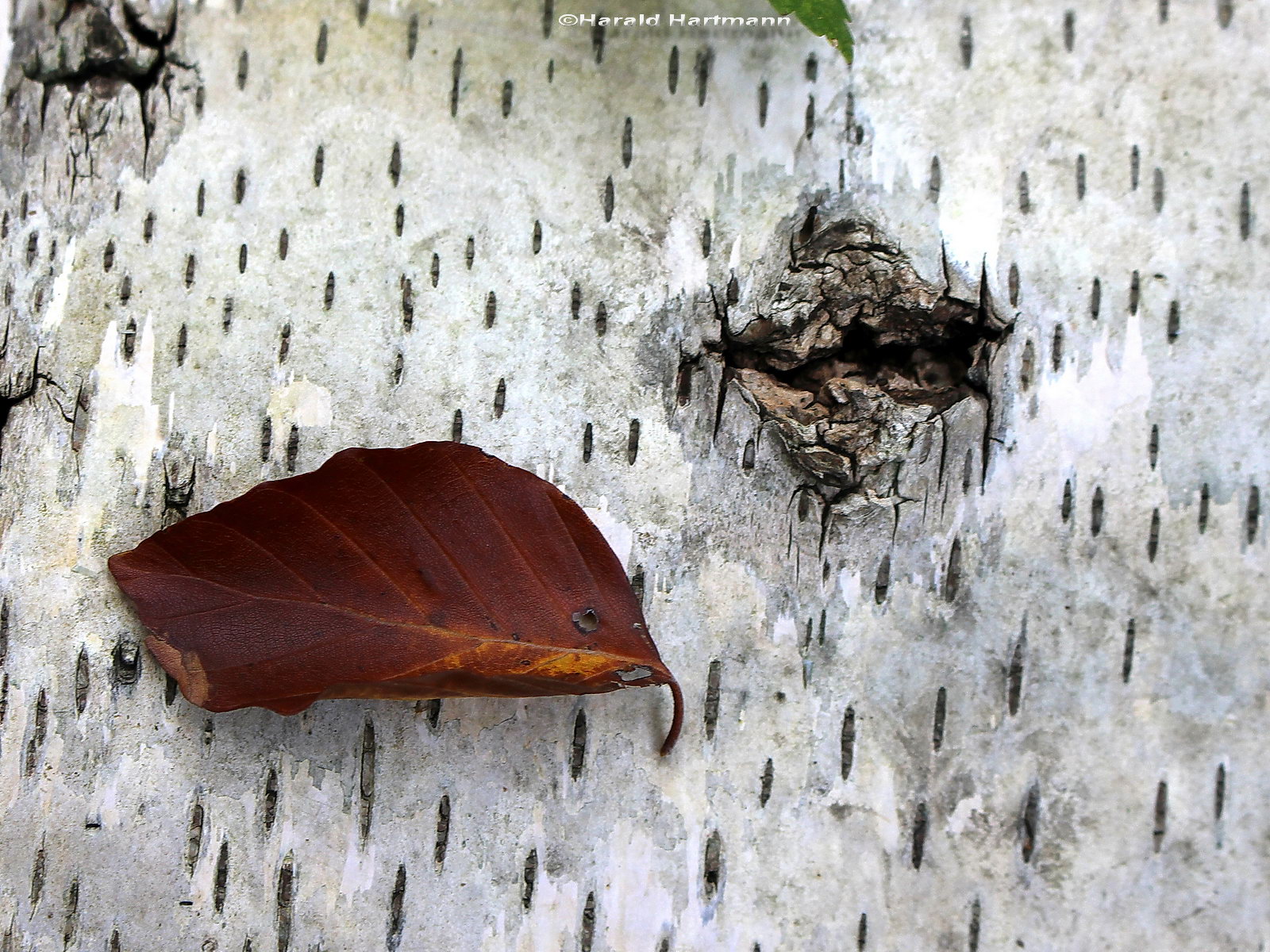 Herbstspaziergang 7