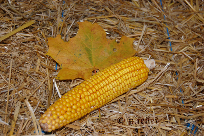 herbstzeit
