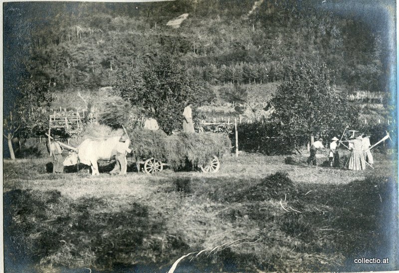Heuernte bei Bozen ca. 1910