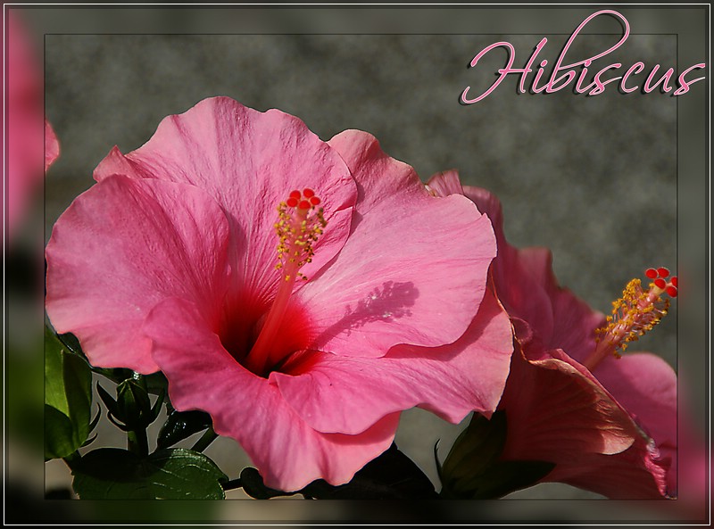 Hibiscus