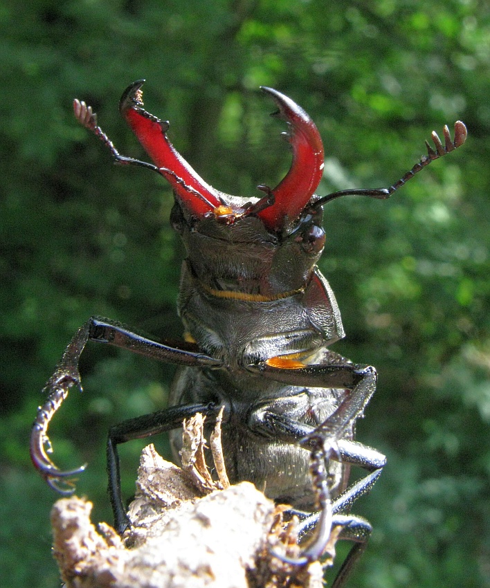 Hirschkäfer Lucanus cervus