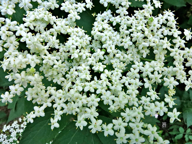 Hollunderblüten