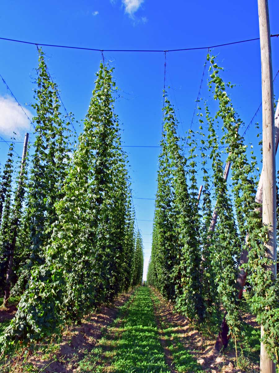 Hopfen