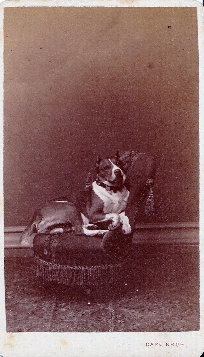 Hund 1880