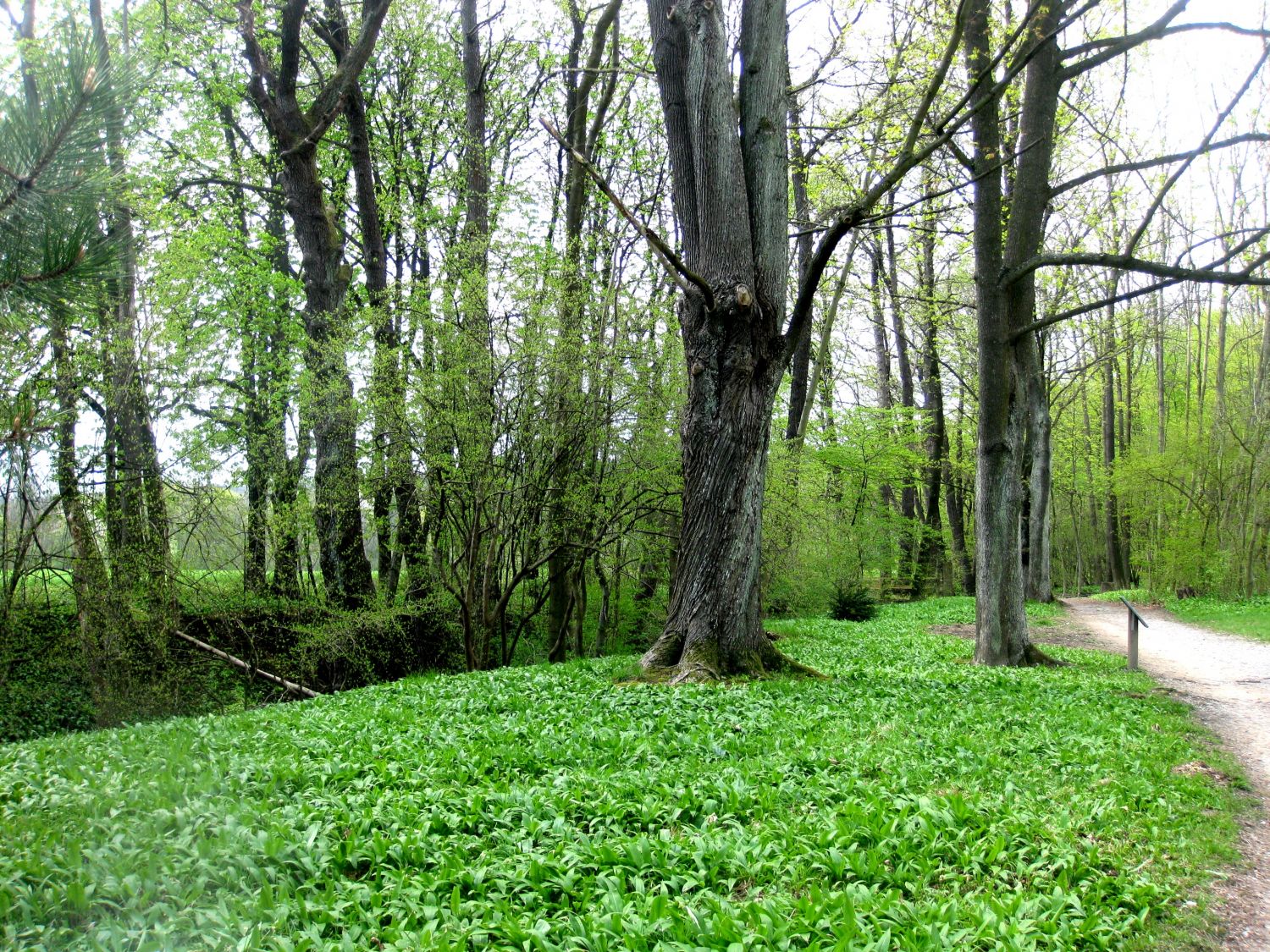 Im Lainzer Tiergarten bei der Hermesvilla.