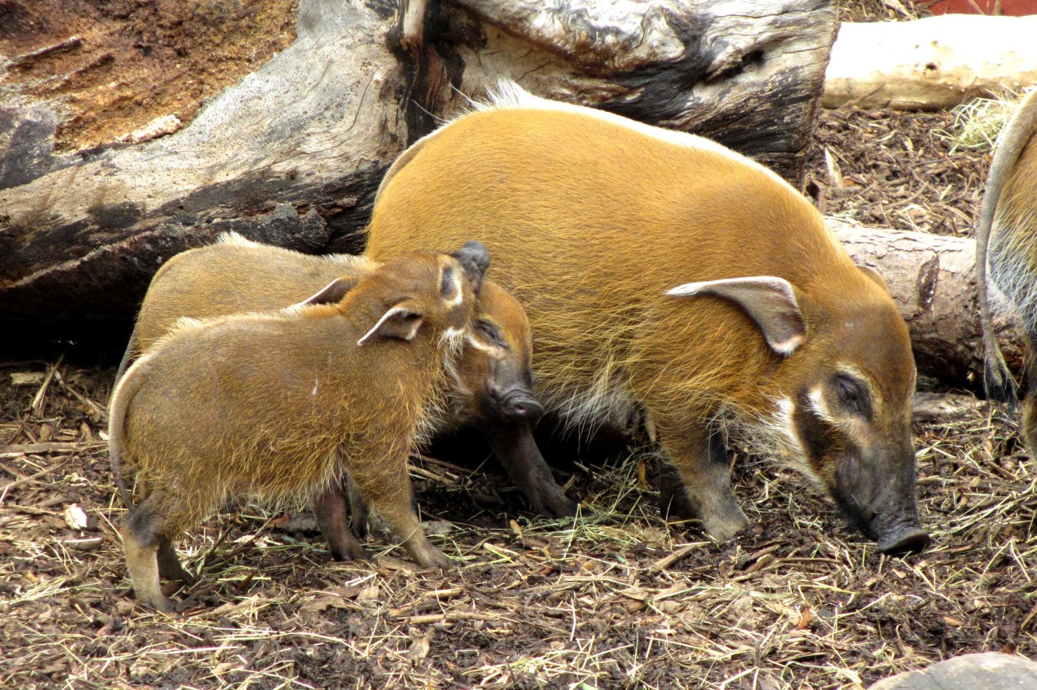 Im Zoo von Edinburgh