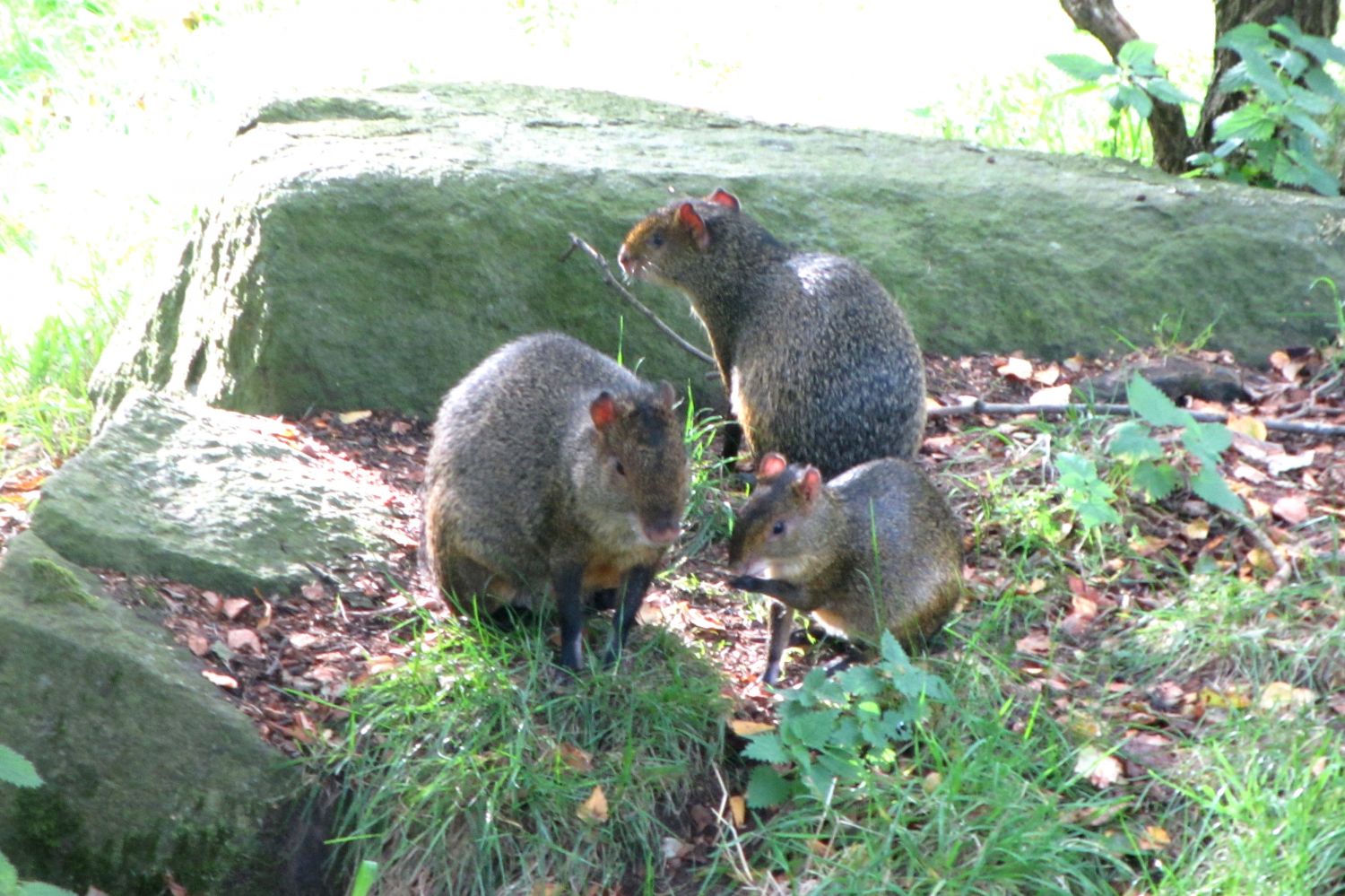 Im Zoo von Edinburgh