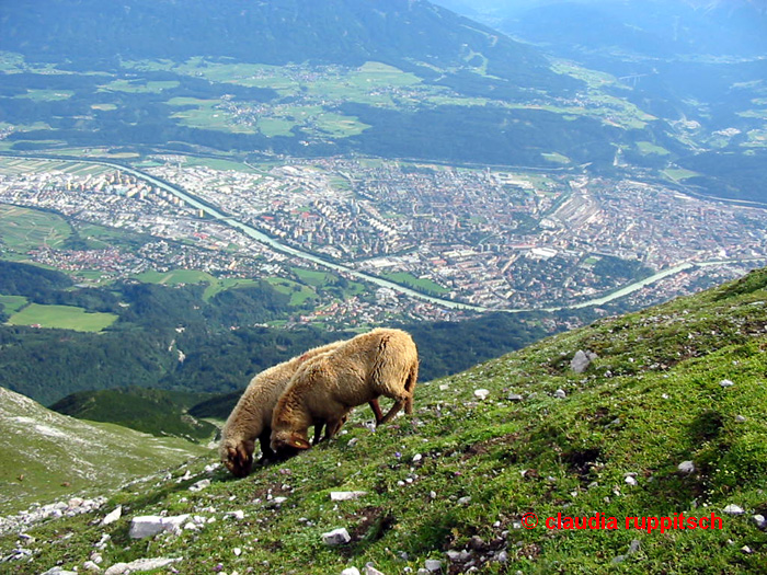 Innsbruck aus Sicht der Schafe am Hafelekar