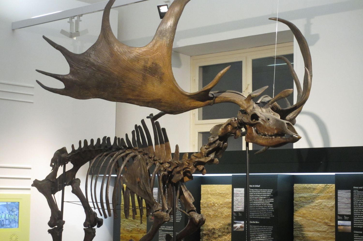 Irischer Riesenhirsch  im Joanneum Graz