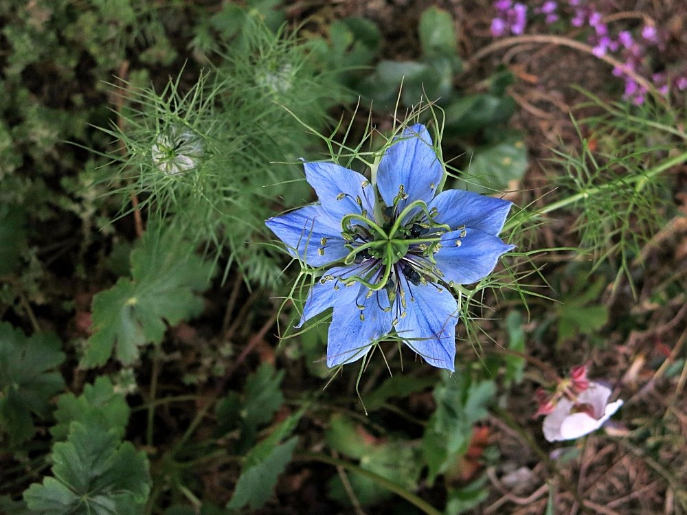 Jungfer im Grünen