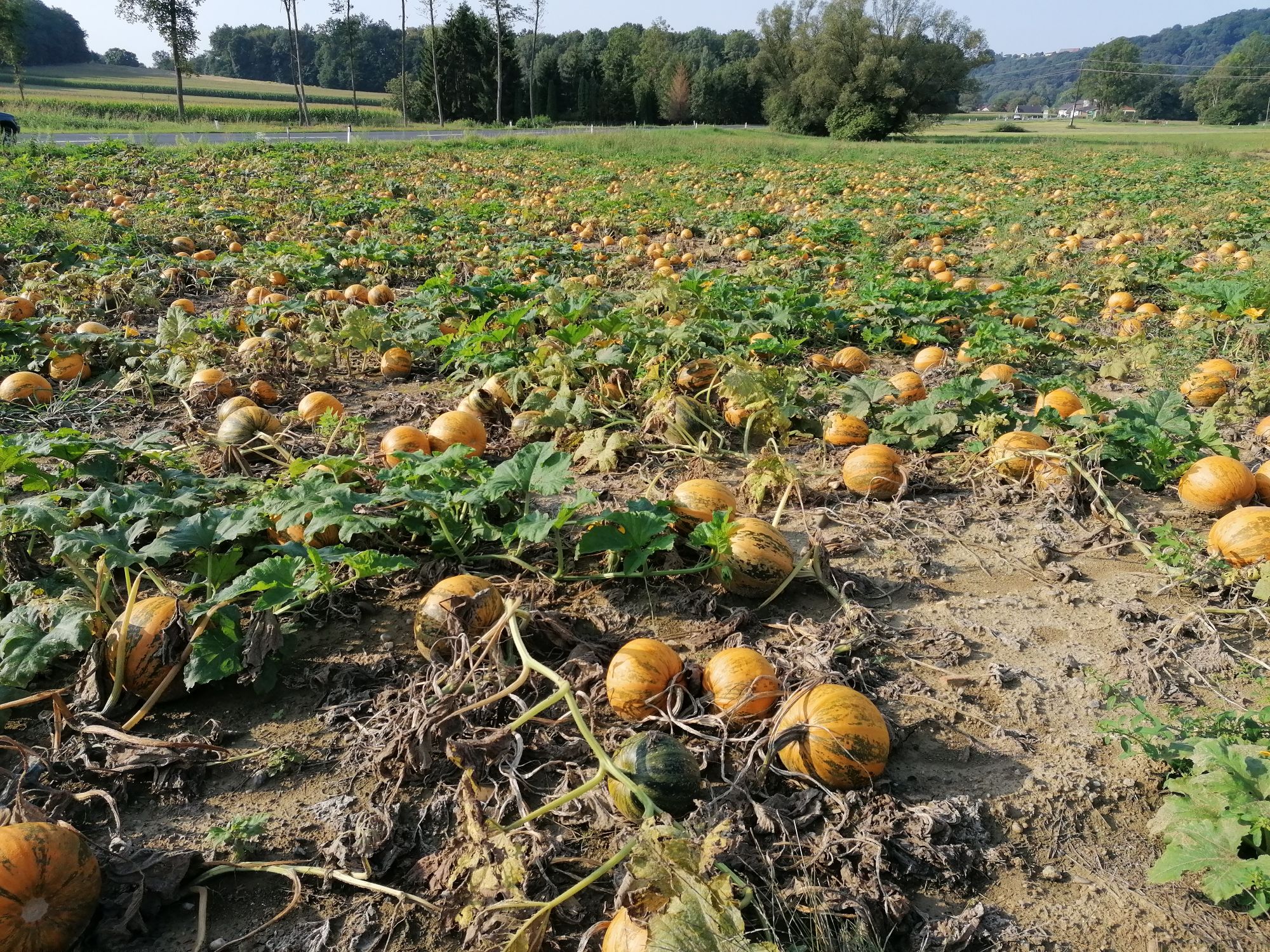 Kürbisfeld in Stainz bei Straden