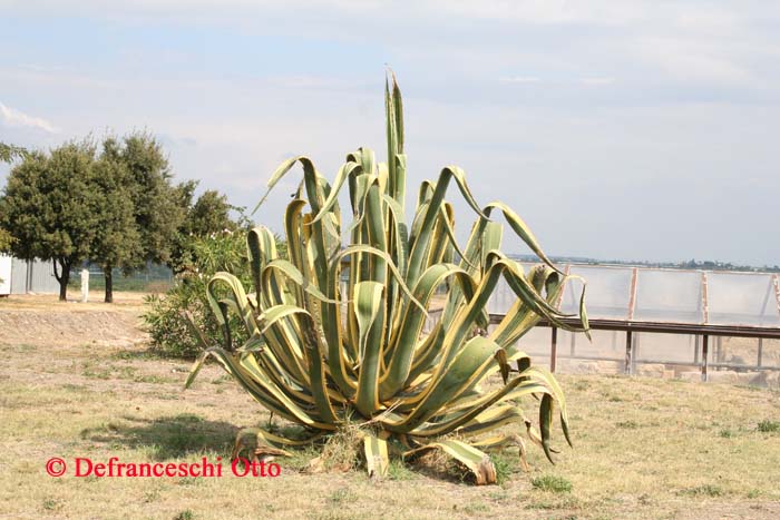 Kaktus in Policoro