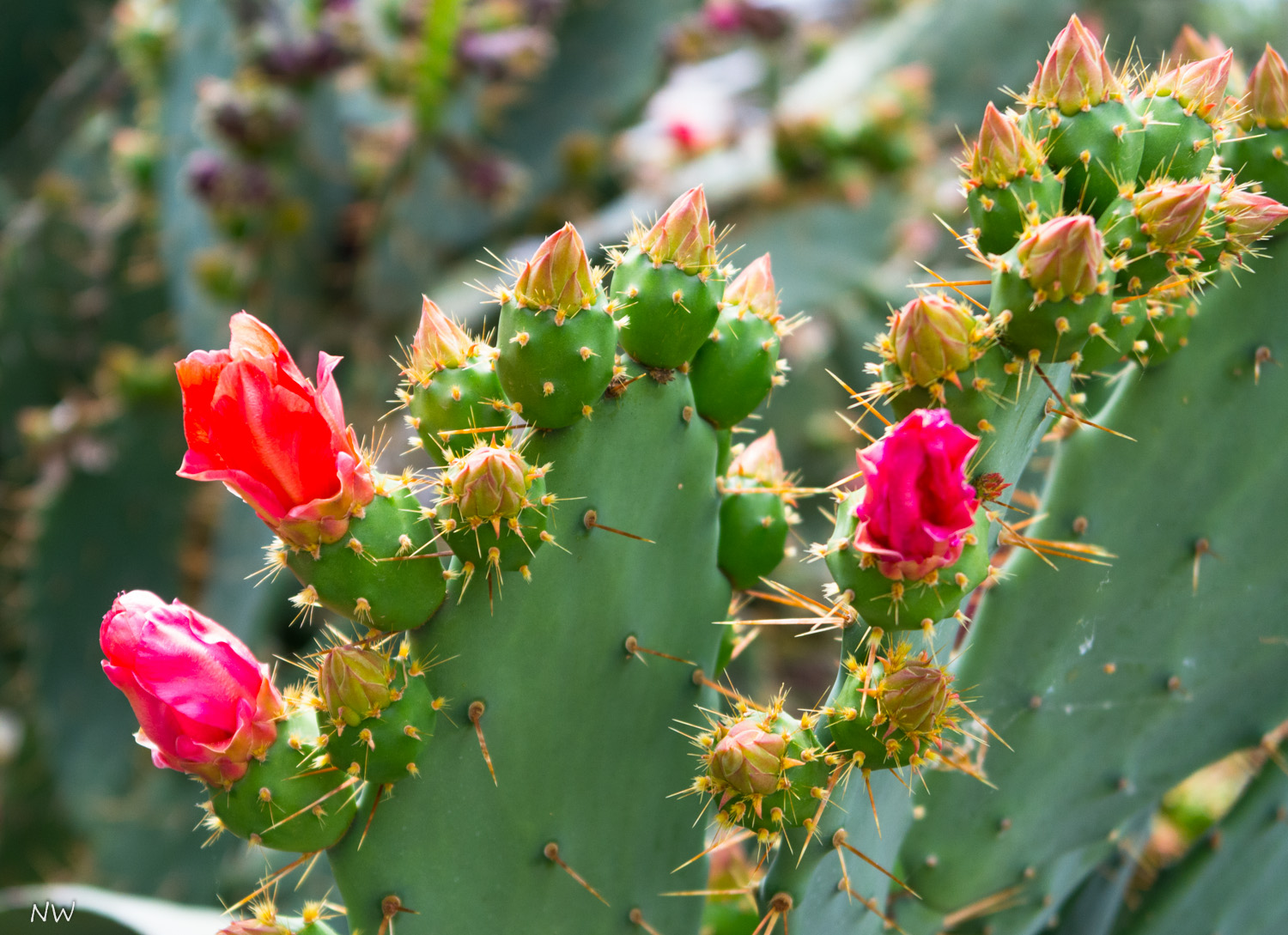 Kaktus mit roten Blüten