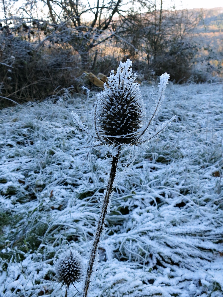 Karden im Winter