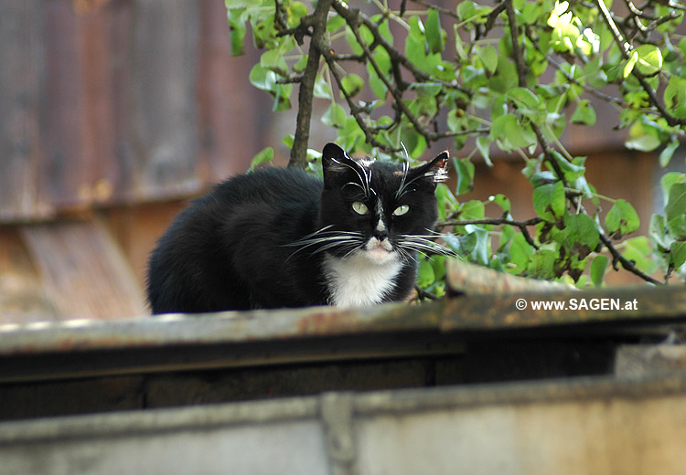 Katze auf dem Blechdach