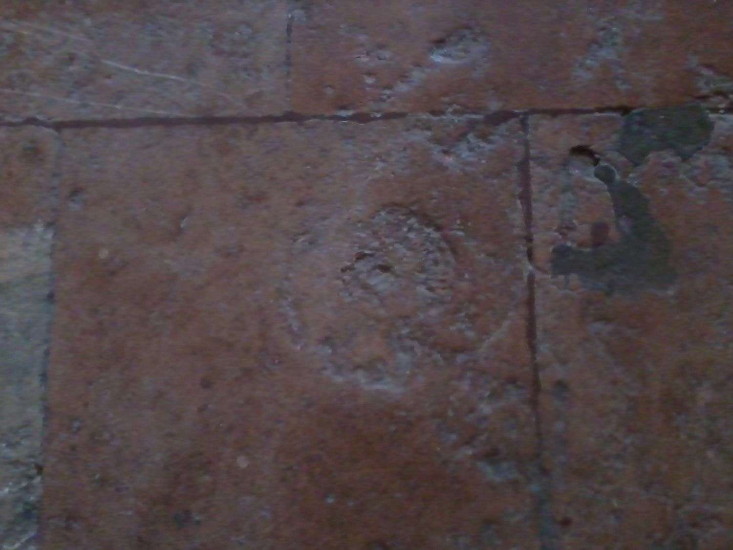 Kirchenboden Ammonit
