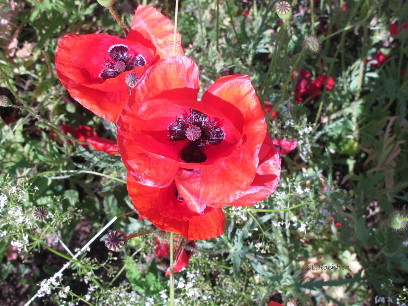 Klatschmohn