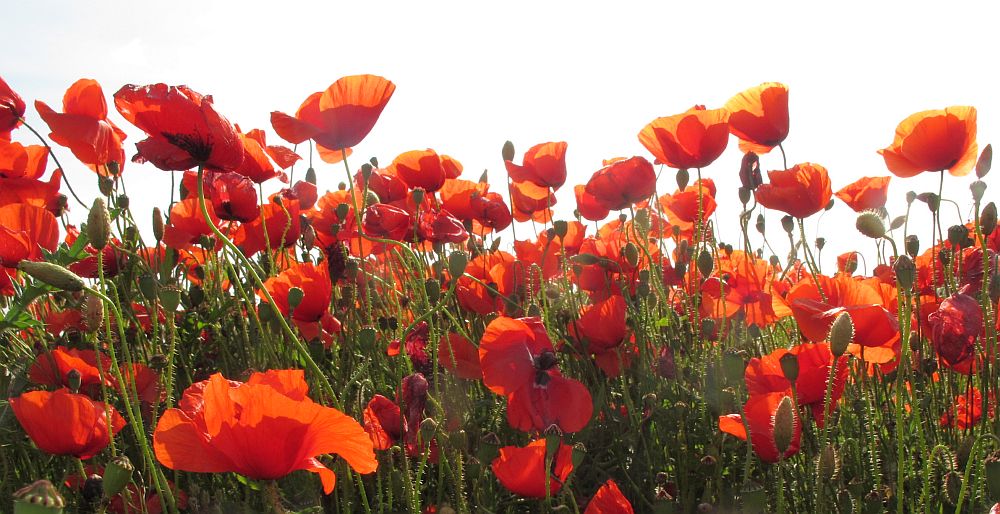 Klatschmohn