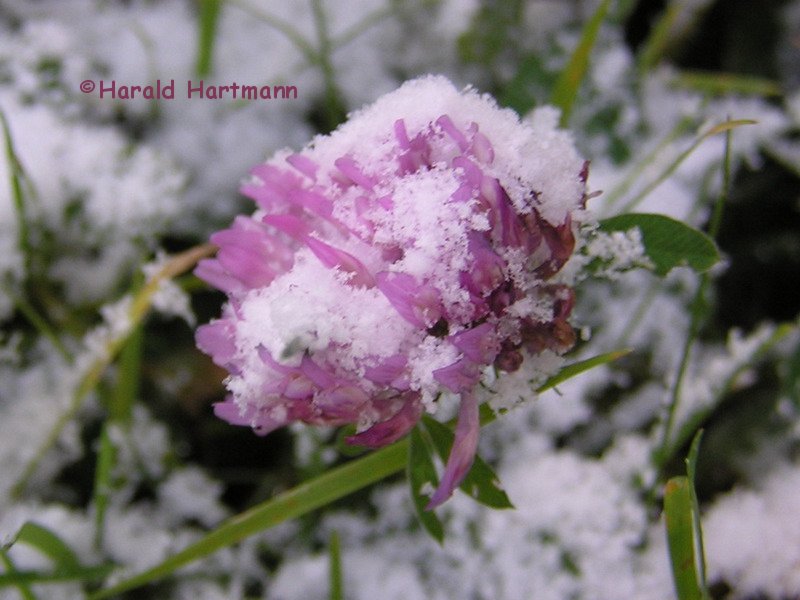 Klee in Schnee