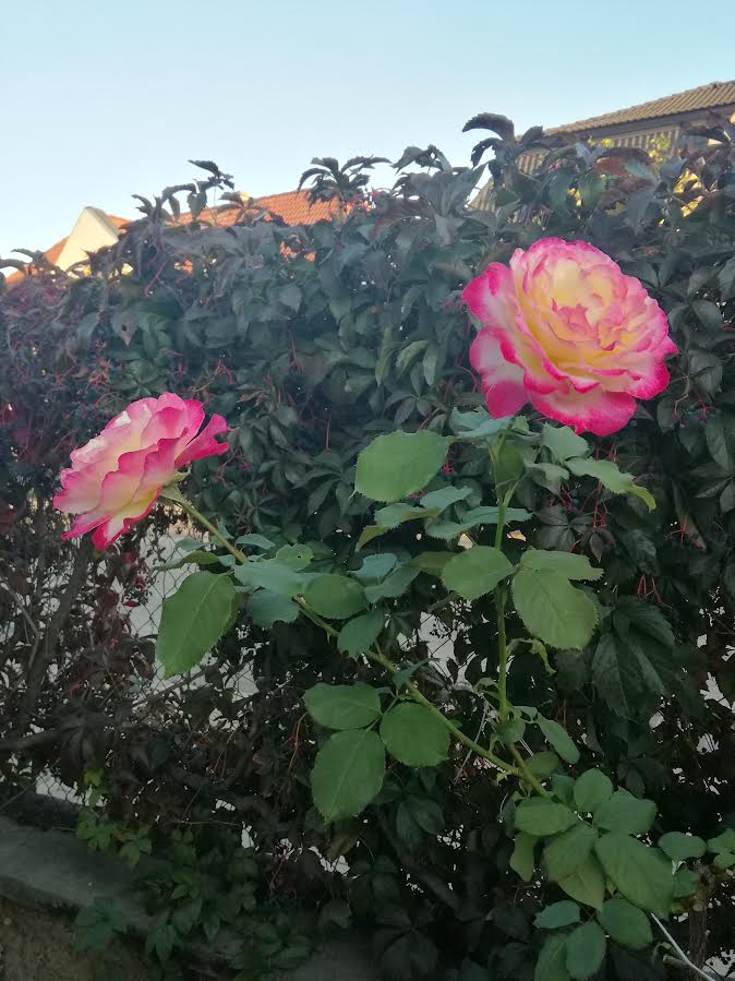 Kleine Herbstfreuden