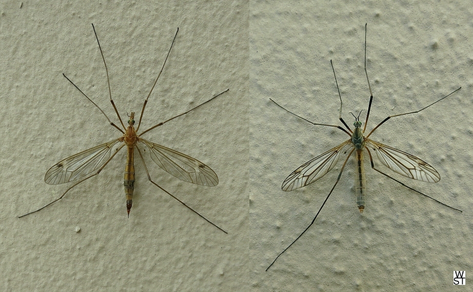 Kohlschnaken, links Weibchen rechts Männchen