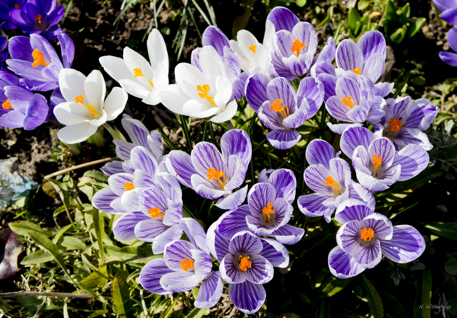 Krokusse im Garten - 1