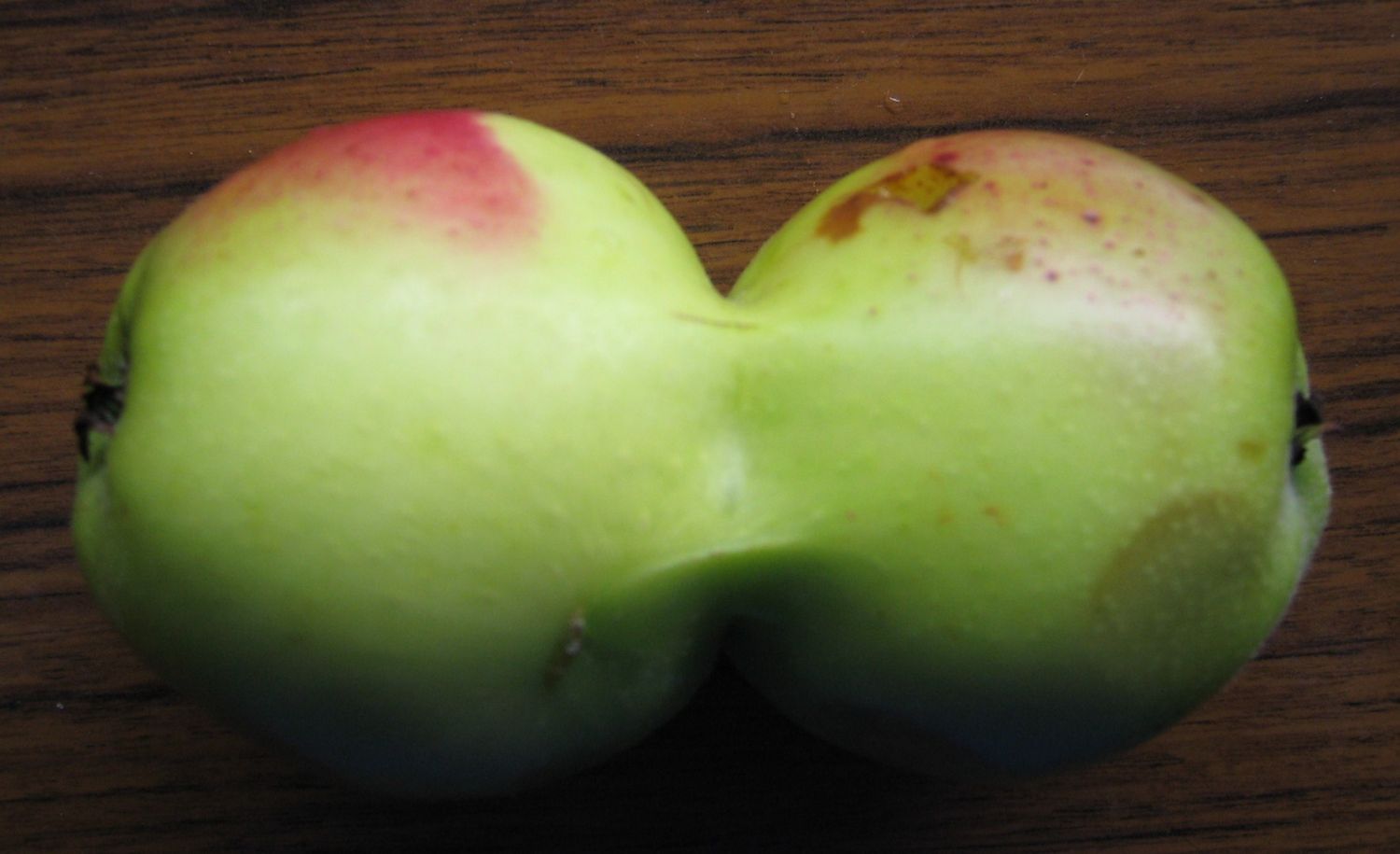 Kurioses aus dem Garten - Äpfel
