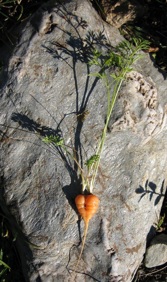 Kurioses aus dem Garten - Karotten