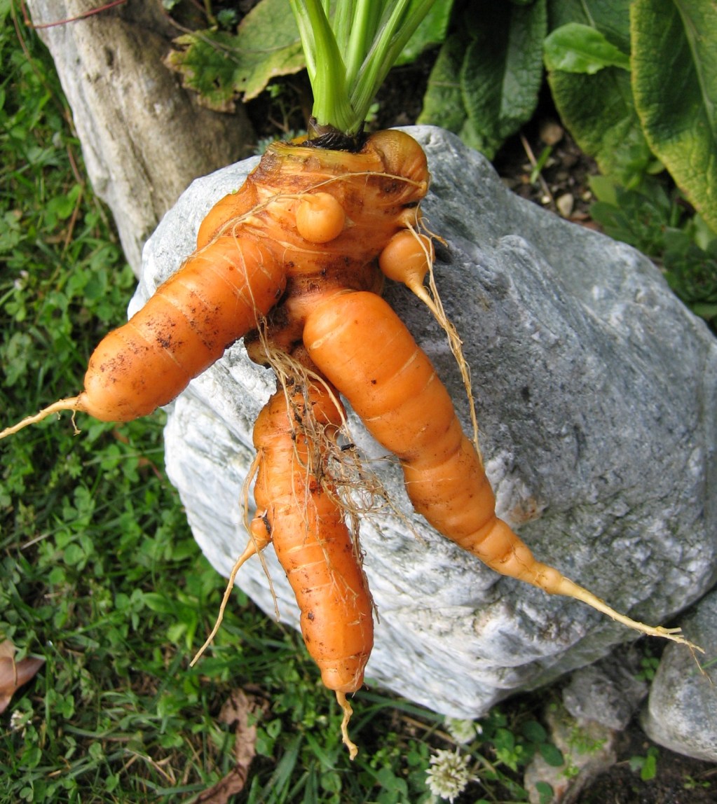 Kurioses aus dem Garten - Karotten