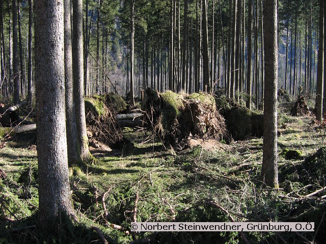 Kyrill am Almsee (3)