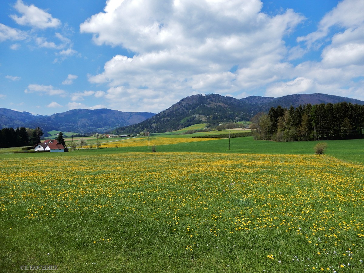 Löwenzahnwiesen im Yspertal