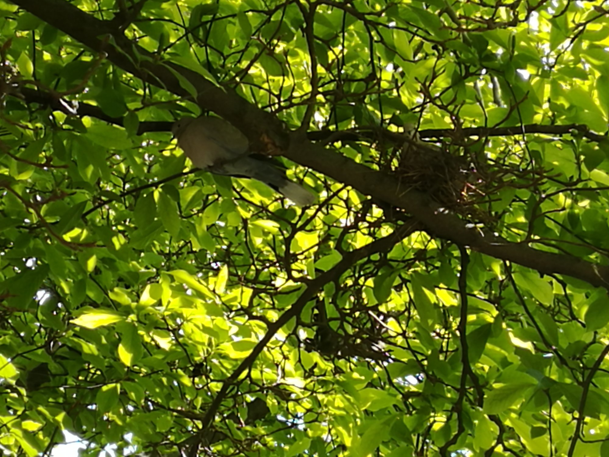 Lachtaube und ihr Nest