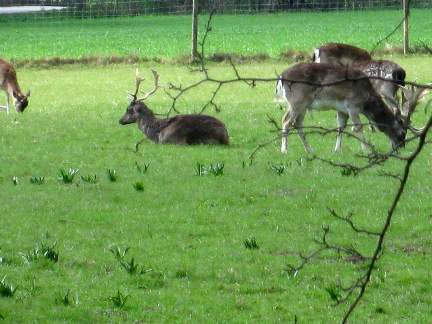 Lainzer Tiergarten bei der Hermesvilla.