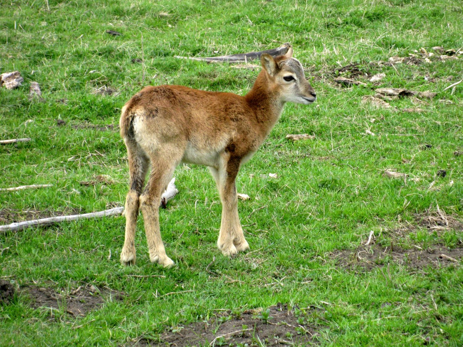 Lainzer Tiergarten bei der Hermesvilla.