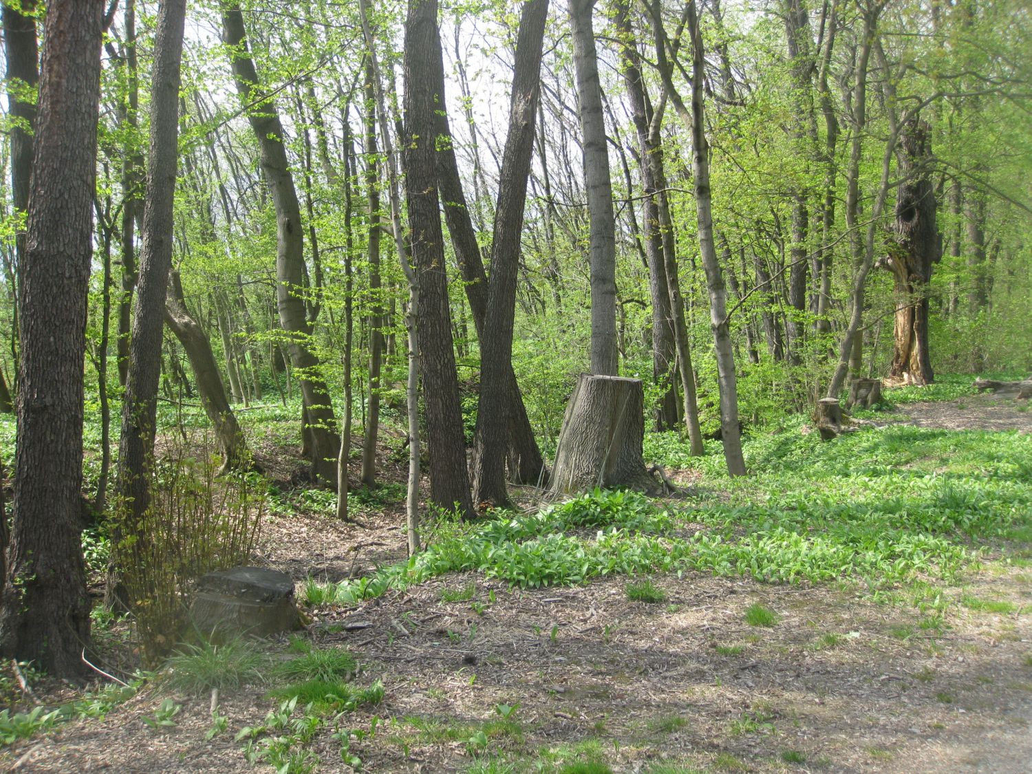 Lainzer Tiergarten bei der Hermesvilla.