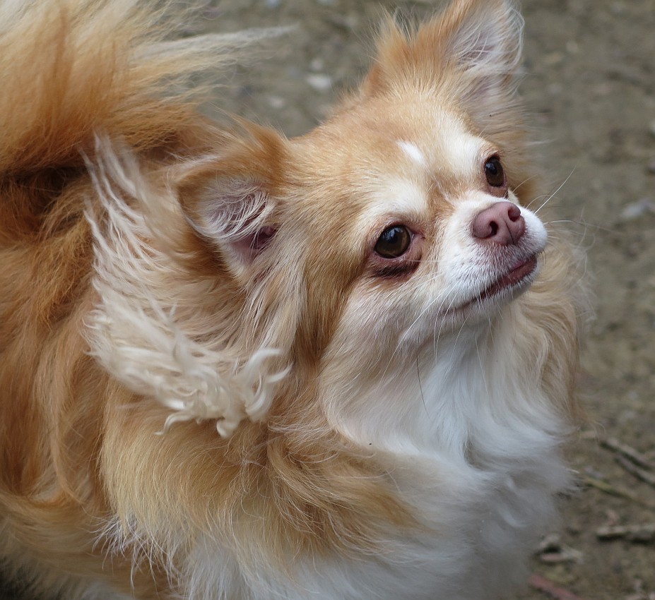 Langhaar Chihuahua