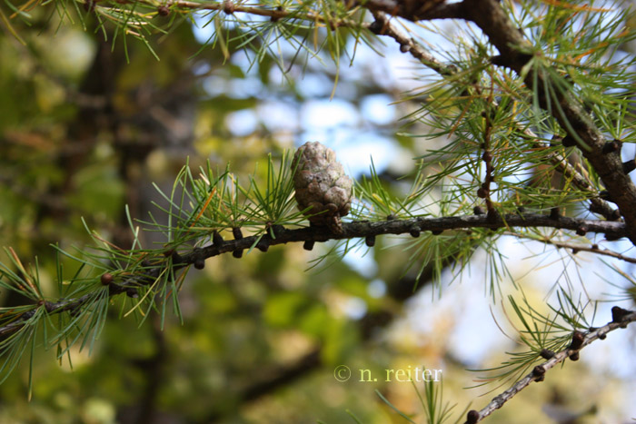 larix