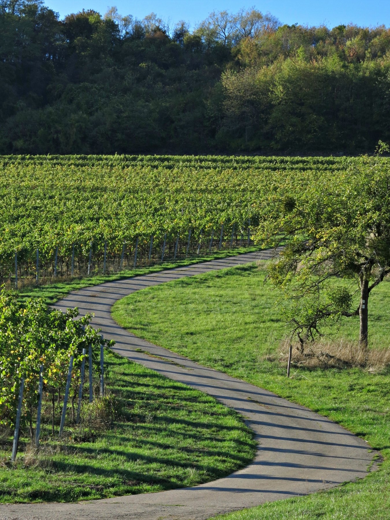 Licht-und Schattenspiel im Weinberg