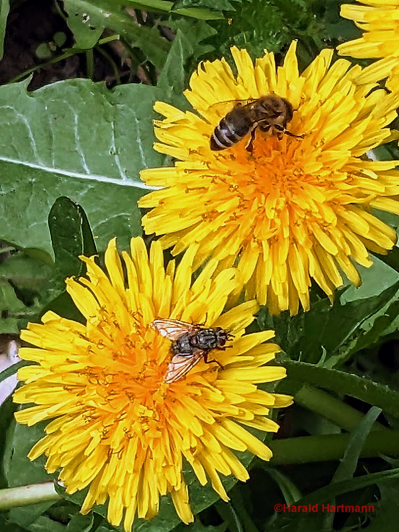 Loewenzahn mit Insekten