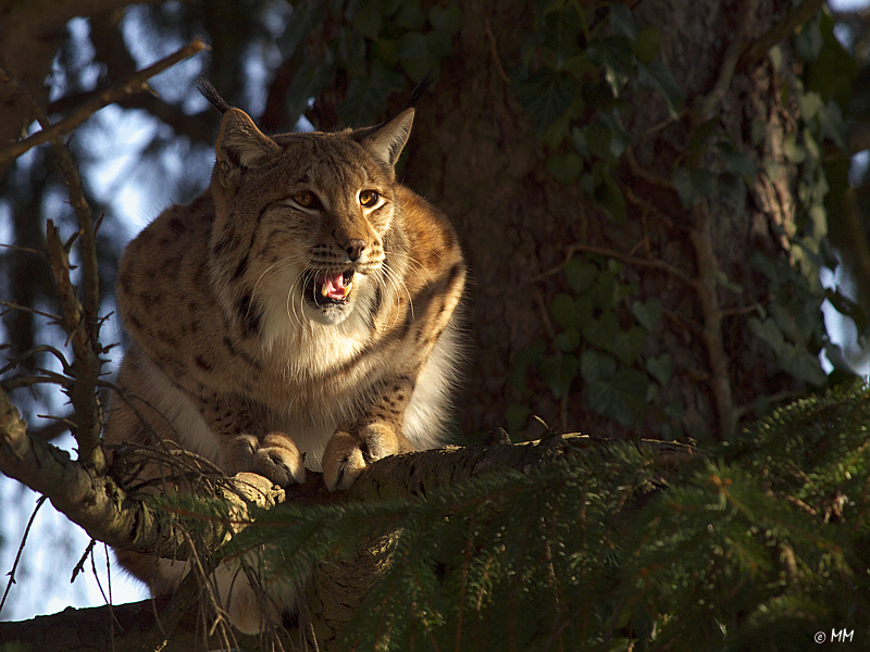 Luchs