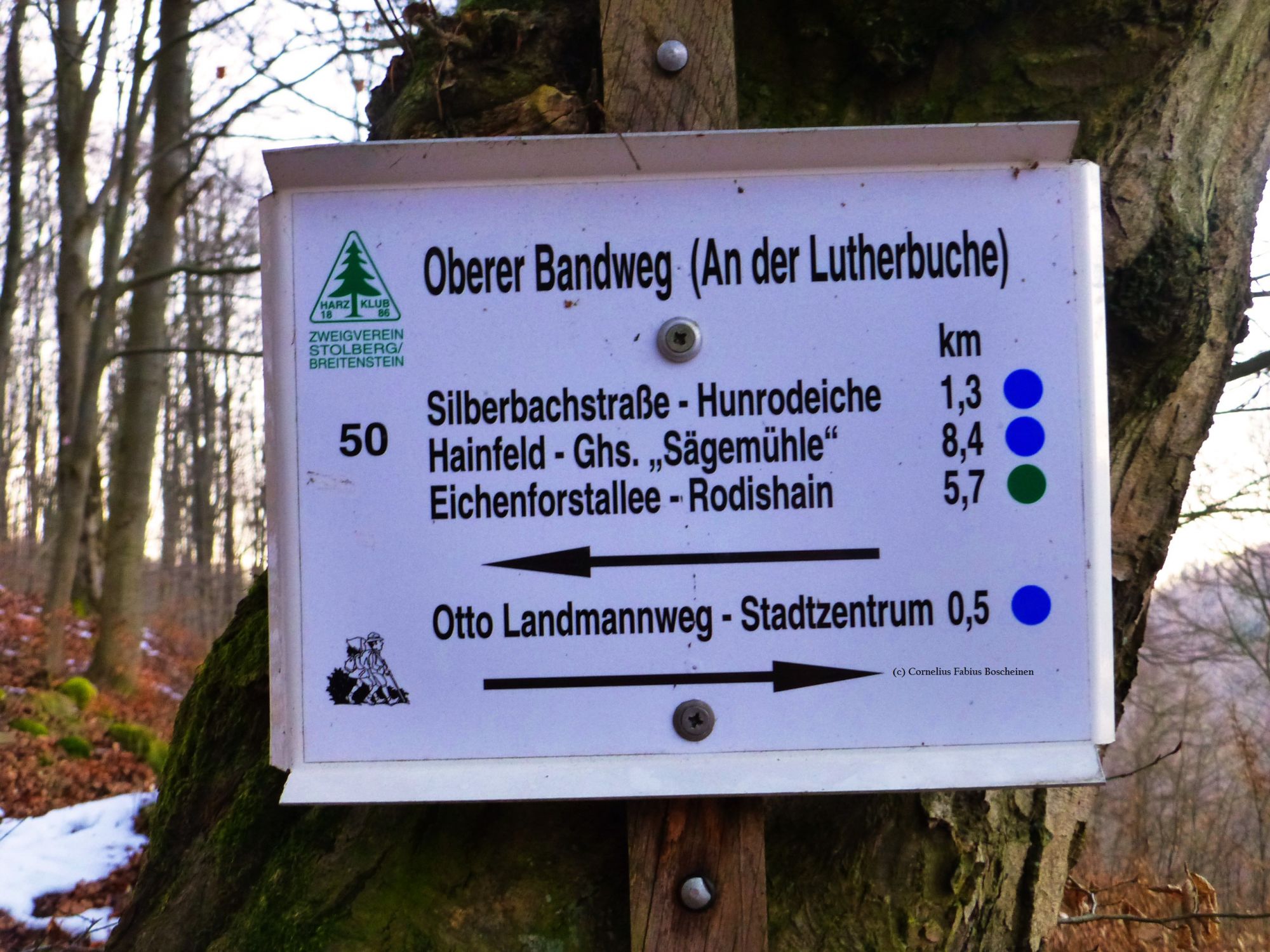 Lutherbuche als Knotenpunkt für weitere Wege.