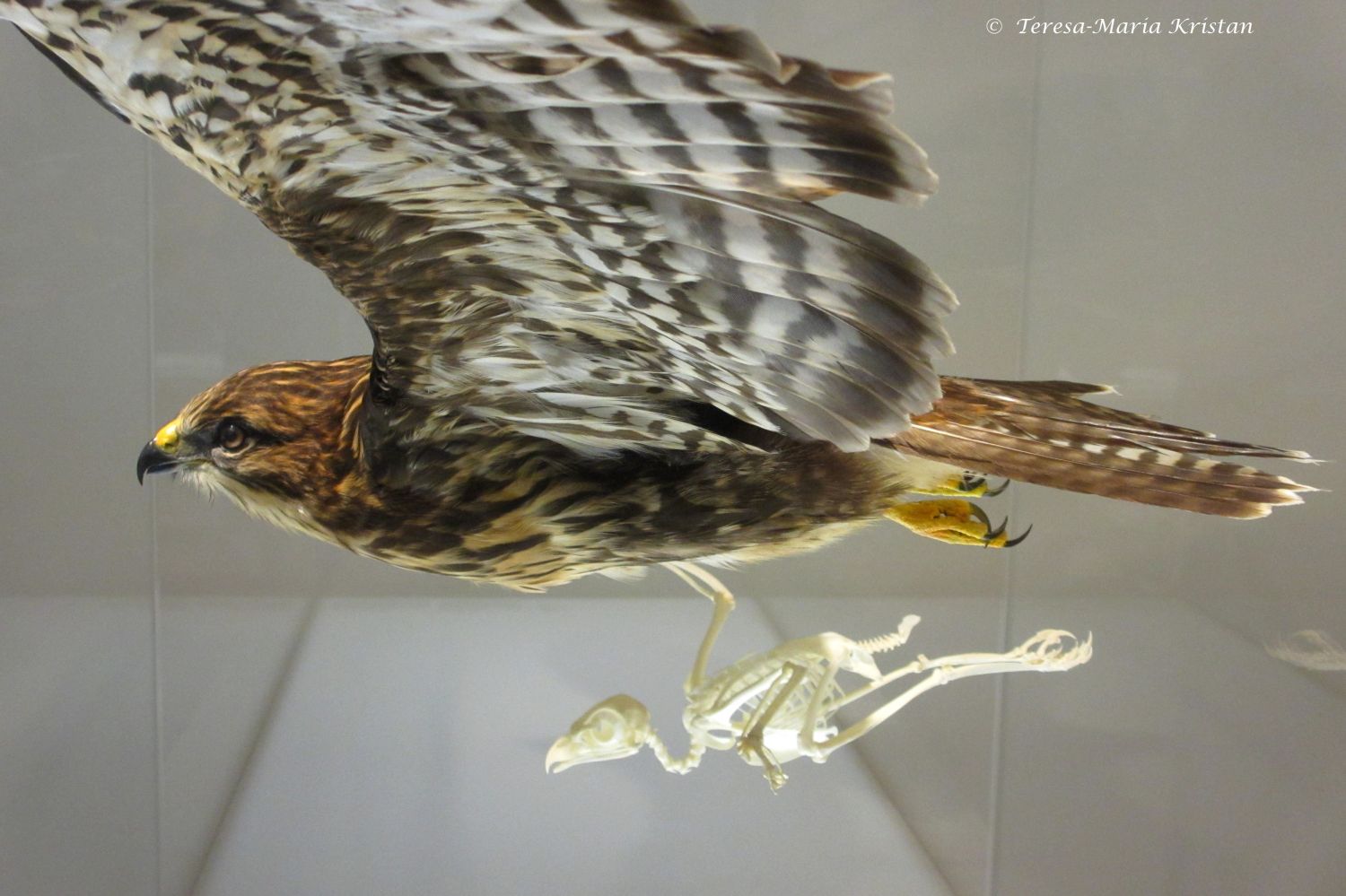 Mäusebussard, Naturkundemuseum Graz Joanneum