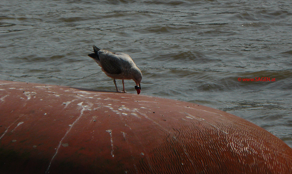 Möwe mit Drehverschluss einer Plastikflasche