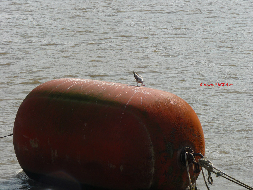 Möwe mit Flaschendeckel