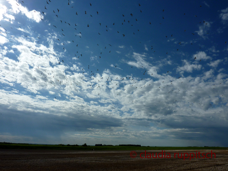 Möwen in Saskatchewan, Kanada