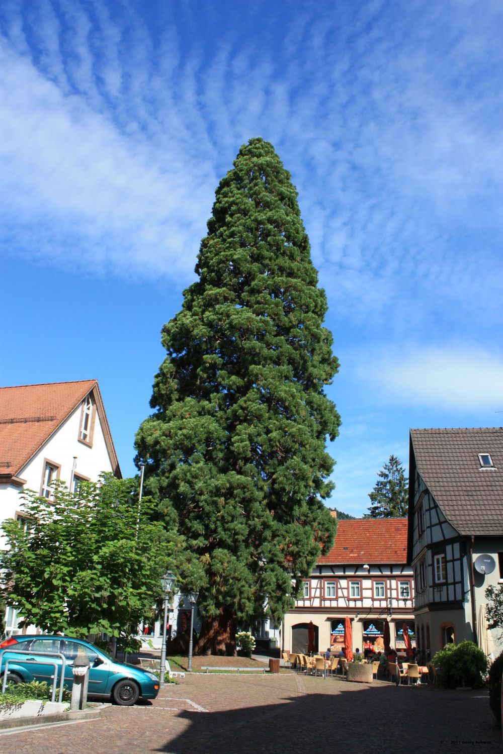 Mammutbaum in Zell a.H.